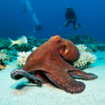 Diver observing Octopus