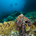 Scuba Diver and octopus