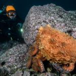 Diver and octopus
