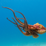 Swimming octopus
